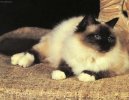 Священная Бирма (Sacred Birman Cat) / Породы кошек / Уход, советы, бесплатные объявления, форум, болезни