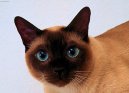 Тайская (традиционная сиамская кошка) (Thai Cat) / Породы кошек / Породы кошек: Приветливые и ласковые кошки: Уход, советы, бесплатные объявления, форум, болезни