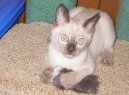 Тонкинская (тонкинез) кошка (Tonkinese Cat) / Породы кошек / Породы кошек: Спокойные кошки: Уход, советы, бесплатные объявления, форум, болезни