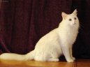 Фотографии к статье: Турецкая ангора (Turkish Angora Cat) / Советы по уходу и воспитанию породы кошек, описание кошки, помощь при болезнях, фотографии, дискусии и форум.