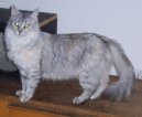 Фотографии к статье: Турецкая ангора (Turkish Angora Cat) / Советы по уходу и воспитанию породы кошек, описание кошки, помощь при болезнях, фотографии, дискусии и форум.