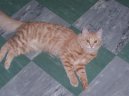 Турецкая ангора (Turkish Angora Cat) / Породы кошек / Породы кошек: Приветливые и ласковые кошки: Уход, советы, бесплатные объявления, форум, болезни