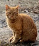 Фотографии к статье: Уход за старой кошкой (Caring for the old cat) / Советы по уходу и воспитанию породы кошек, описание кошки, помощь при болезнях, фотографии, дискусии и форум.