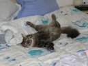 Уход за старой кошкой (Caring for the old cat) / Породы кошек / Уход, советы, бесплатные объявления, форум, болезни