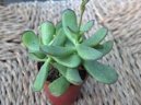 Котиледон (Cotyledon) / Комнатные растения и цветы