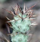 Крестовник членистый (Seneco articulatus) / Комнатные растения и цветы / Требовательные и капризные растения