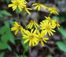 Крестовник Роули (Senecio rowleyanus) / Комнатные растения и цветы