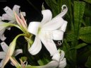 Кринум (Crinum) / Комнатные растения и цветы / Цветущие растения