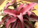 Криптантус (Cryptanthus) / Комнатные растения и цветы / С красивыми листьями