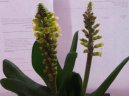 Лахеналия (Капский первоцвет) (Lachenalia) / Комнатные растения и цветы