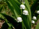 Фотографии к статье: Ландыш майский (Convallaria majalis)