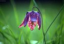 Ландыш майский (Convallaria majalis) / Комнатные растения и цветы / Цветущие растения