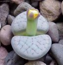 Фотографии к статье: Литопс (живые камни) (Lithops)