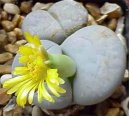 Фотографии к статье: Литопс (живые камни) (Lithops)