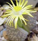 Фотографии к статье: Литопс (живые камни) (Lithops)