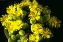 Литопс (живые камни) (Lithops) / Комнатные растения и цветы / Кактусы, суккуленты