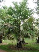 Фотографии к статье: Ливистона пальма (Livistona)