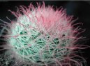 Маммиллярия (Mammillaria) / Комнатные растения и цветы / Кактусы, суккуленты