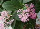 Мединилла великолепная (Medinilla magnifica) / Комнатные растения и цветы / Цветущие растения