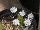 Мезембриантемум (Mesembrianthemum) / Комнатные растения и цветы / Однолетние