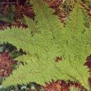 Фотографии к статье: Многорядник (Polystichum)