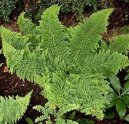 Фотографии к статье: Многорядник (Polystichum)