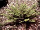 Многорядник (Polystichum) / Комнатные растения и цветы / С красивыми листьями