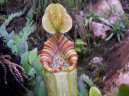 Непентес (Nepenthes) / Комнатные растения и цветы / Хищные насекомоядные растения