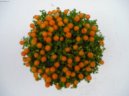 Нертера гренадская (Nertera granadensis) / Комнатные растения и цветы / Неприхотливые растения