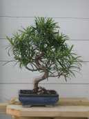 Ногоплодник (Podocarpus) / Комнатные растения и цветы / Деревца