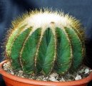 Нотокактус (Notocactus) / Комнатные растения и цветы / Кактусы, суккуленты