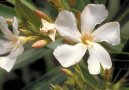 Олеандр (Nerium oleander) / Комнатные растения и цветы
