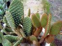 Опунция (Opuntia) / Комнатные растения и цветы