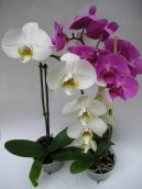 Орхидея Фаленопсис (Phalaenopsis) / Комнатные растения и цветы