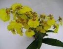 Орхидея (Orchidaceae) / Комнатные растения и цветы