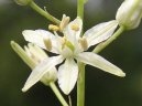 Фотографии к статье: Орнитогаллюм (Ornithogalum)