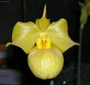 Пафиопедилум (Венерин башмачок) (Paphiopedilum) / Комнатные растения и цветы