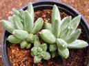 Пахифитум (Pachyphytum) / Комнатные растения и цветы / Кактусы, суккуленты
