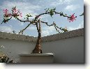 Пахиподиум (Pachypodium) / Комнатные растения и цветы / Деревца