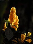 Пахистахис (Pachystachys) / Комнатные растения и цветы