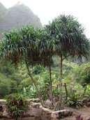 Панданус (Винтовая пальма) (Pandanus) / Комнатные растения и цветы / С красивыми листьями