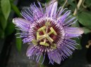 Фотографии к статье: Пассифлора (страстроцвет) (Passiflora caerulea)