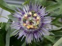 Фотографии к статье: Пассифлора (страстроцвет) (Passiflora caerulea)