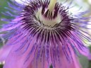 Фотографии к статье: Пассифлора (страстроцвет) (Passiflora caerulea)