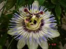 Фотографии к статье: Пассифлора (страстроцвет) (Passiflora caerulea)