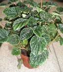 Пеперомия (Peperomia) / Комнатные растения и цветы / Кустовые