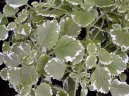 Плектрантус (Plectranthus) / Комнатные растения и цветы / Нецветущие растения