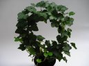 Плющ обыкновенный (Hedera helix) / Комнатные растения и цветы / Плющи и лианы