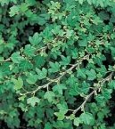 Фотографии к статье: Плющ обыкновенный (Hedera helix)