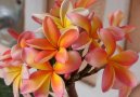 Плумерия (Plumeria alba) / Комнатные растения и цветы